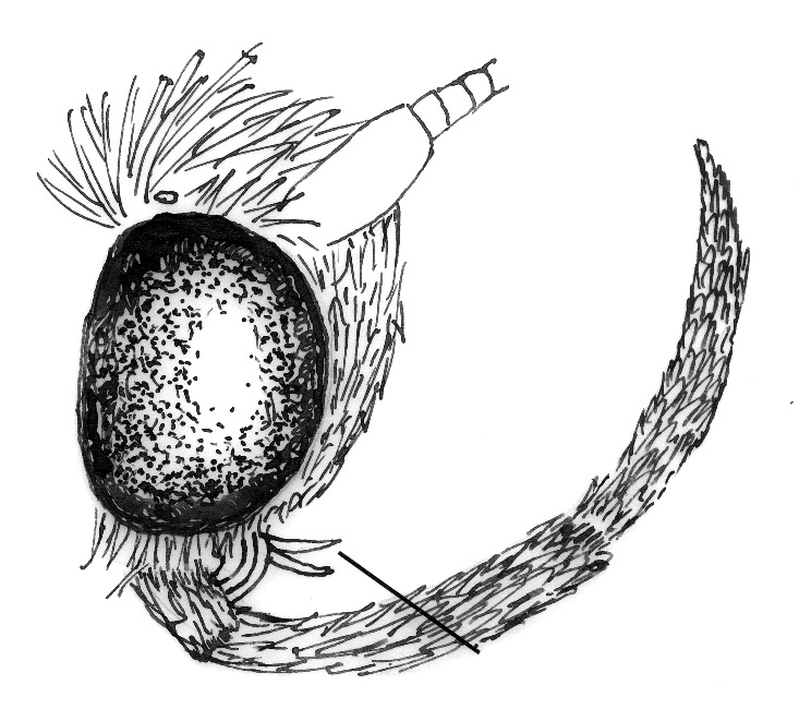Kop van de Preimot (Acrolepiopsis assectella, Plutellidae) van opzij.